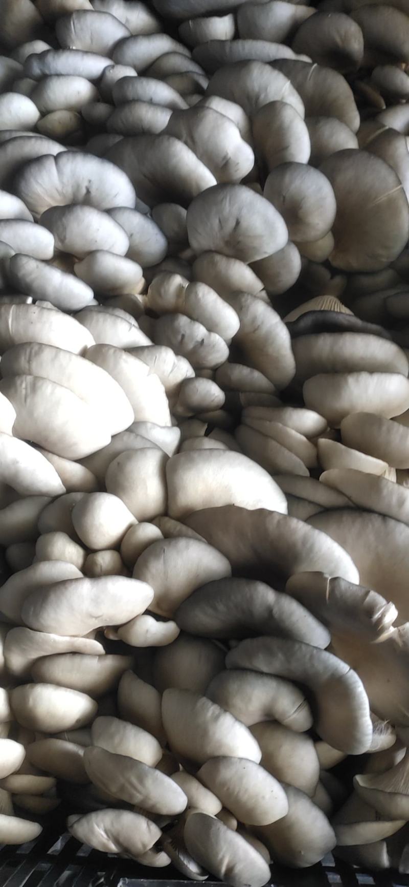 平菇鲜货产地直销价格实惠