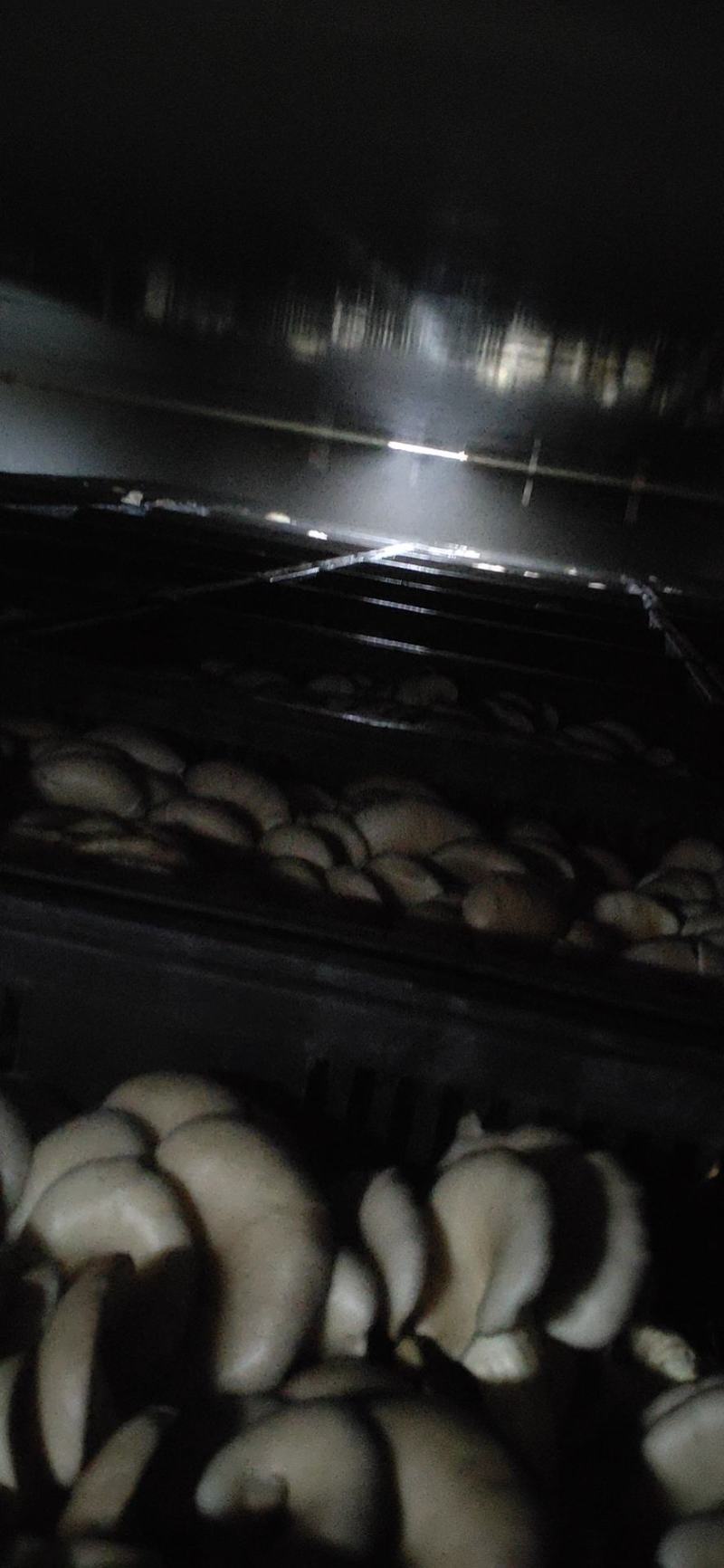 平菇鲜货产地直销价格实惠