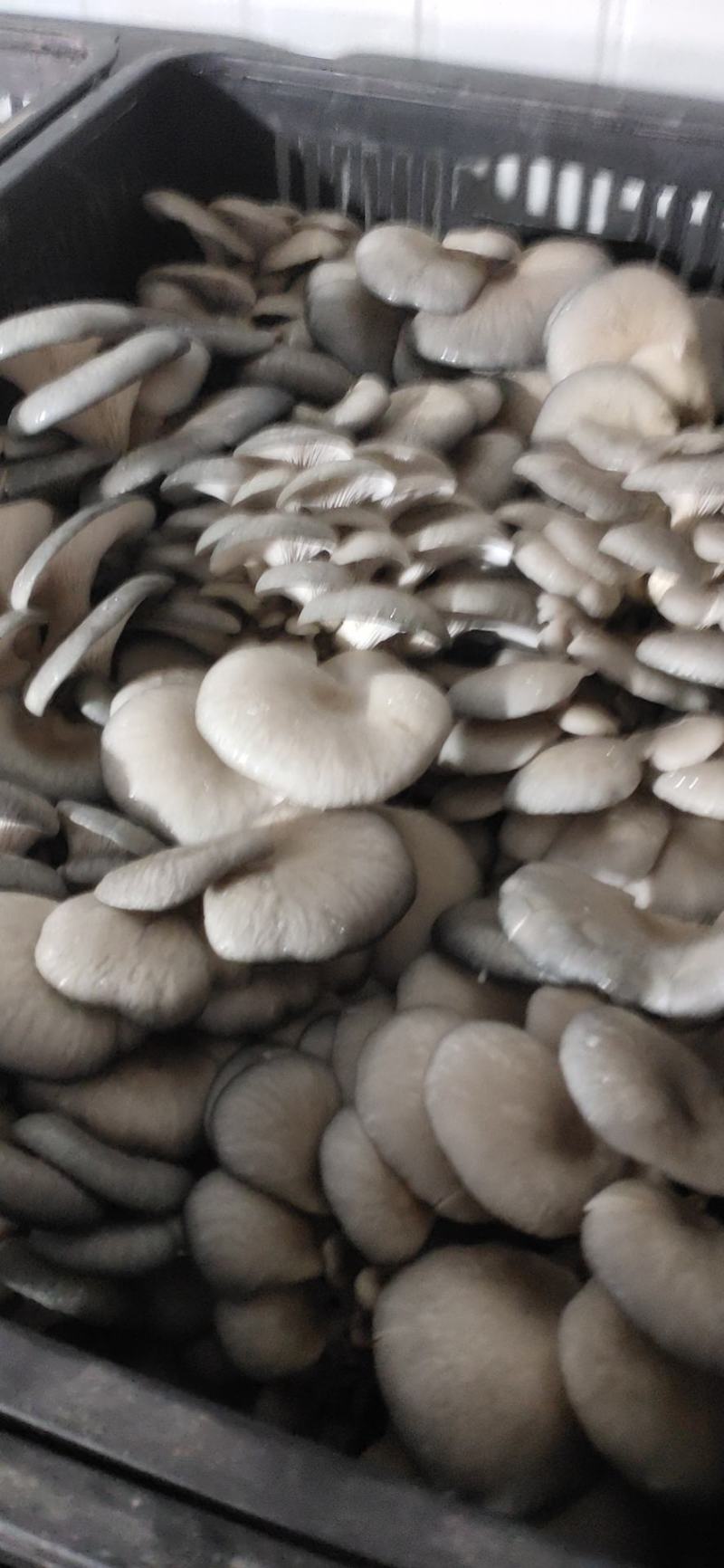 平菇鲜货产地直销价格实惠