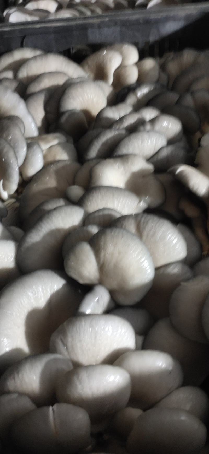 平菇鲜货产地直销价格实惠