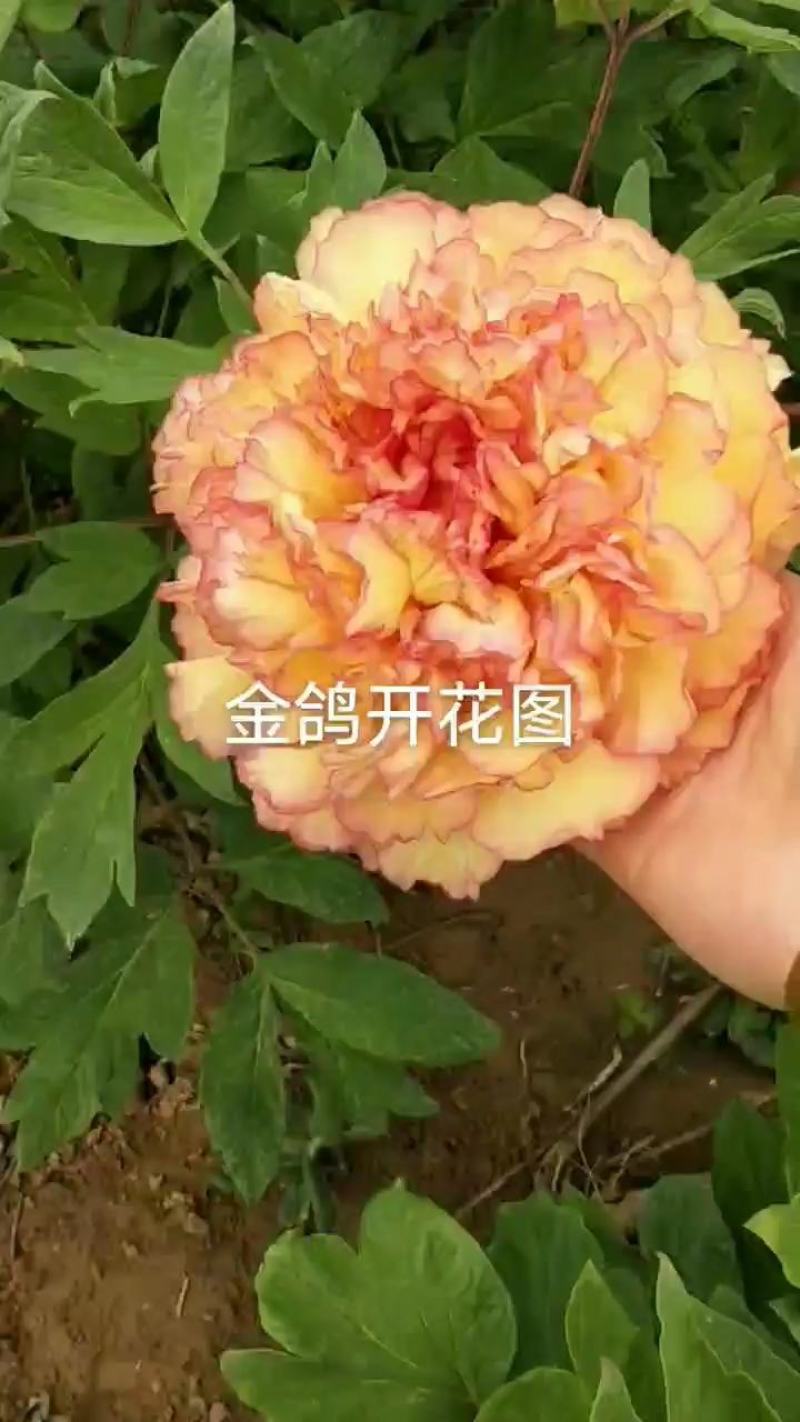 观赏牡丹苗！7年千层大花朵，花色鲜艳！适应能力强四季开花