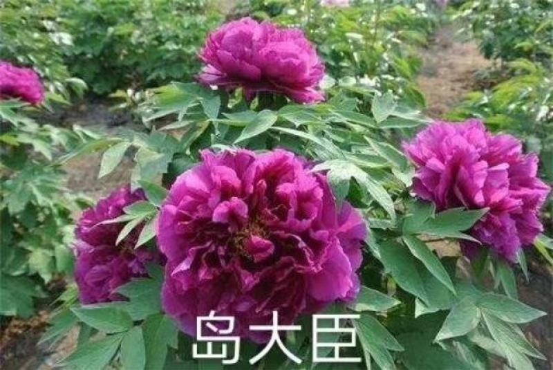 观赏牡丹苗！7年千层大花朵，花色鲜艳！适应能力强四季开花