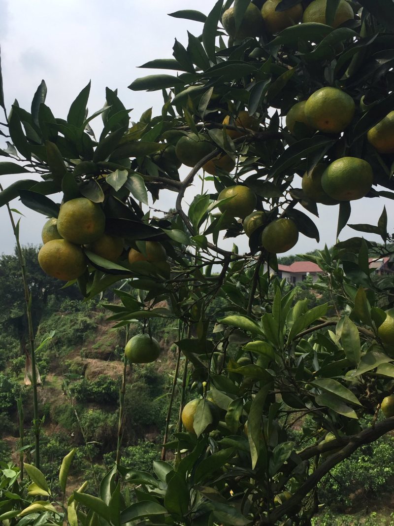 四川蜜橘🍊需要的朋友赶快............