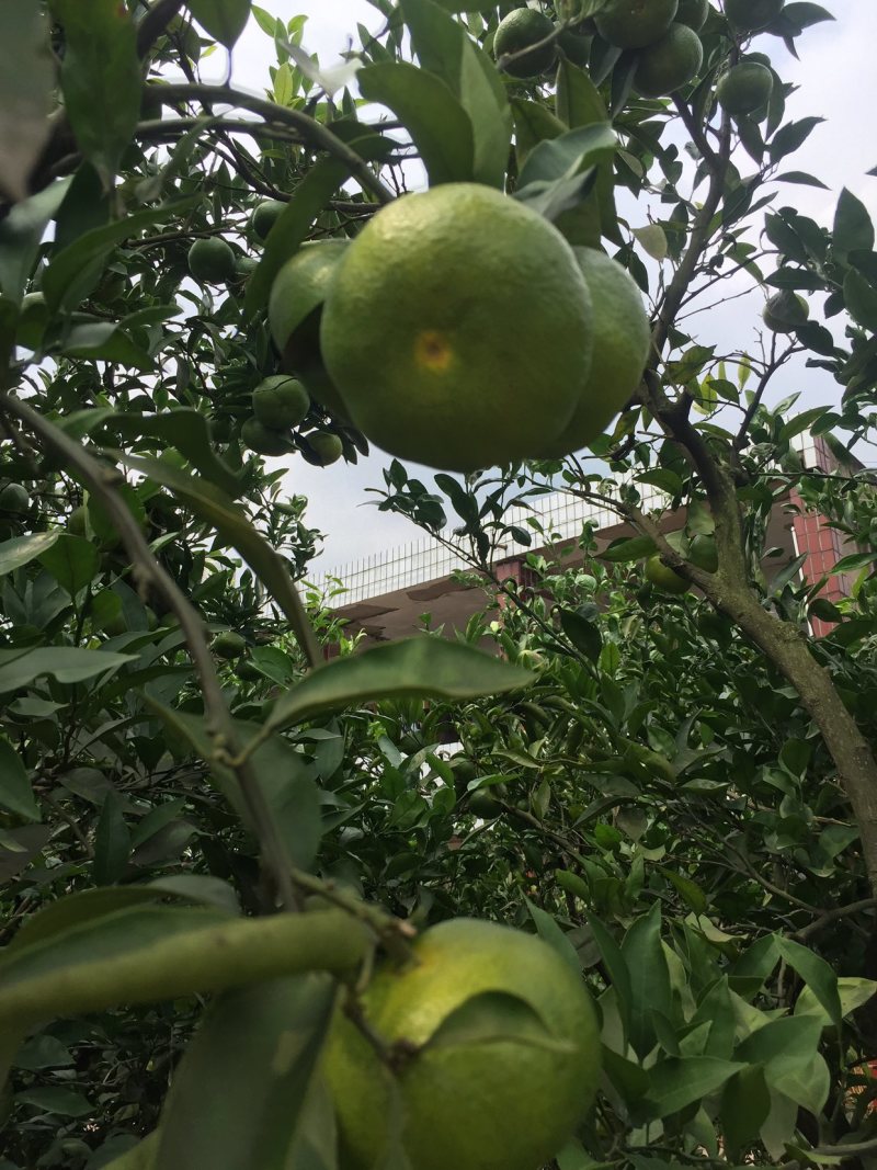 四川蜜橘🍊需要的朋友赶快............