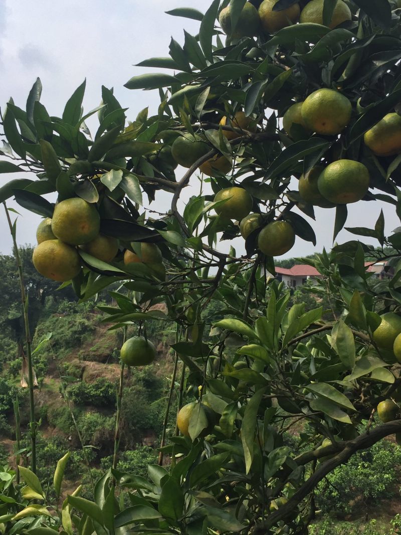 四川蜜橘🍊需要的朋友赶快............