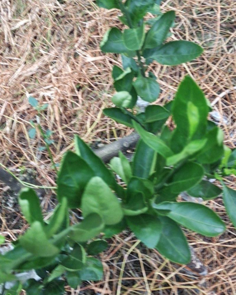 柑橘特早熟品种丰福早生国内最早的特早熟柑桔。