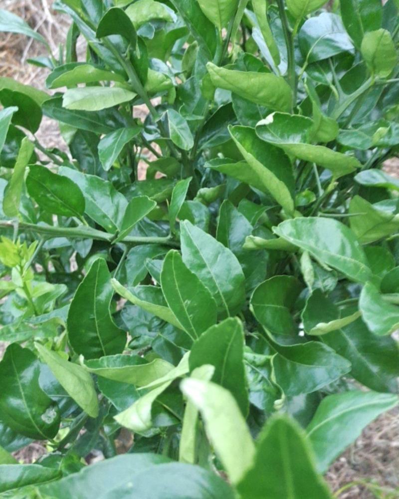 柑橘品种丽红果大无核高糖低酸属早熟品种外表亮丽皮薄颜色好