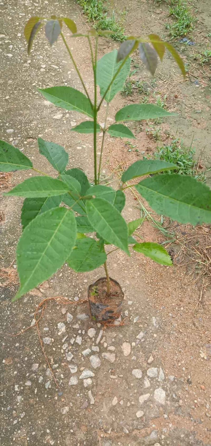 紫花风铃木小苗带土带叶发货基地直销
