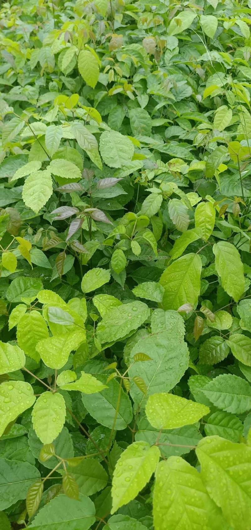 紫花风铃木小苗带土带叶发货基地直销