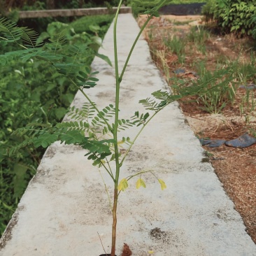 凤凰木树苗合适院子别墅院子种植树苗院子种植