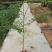 凤凰木树苗合适院子别墅院子种植树苗院子种植