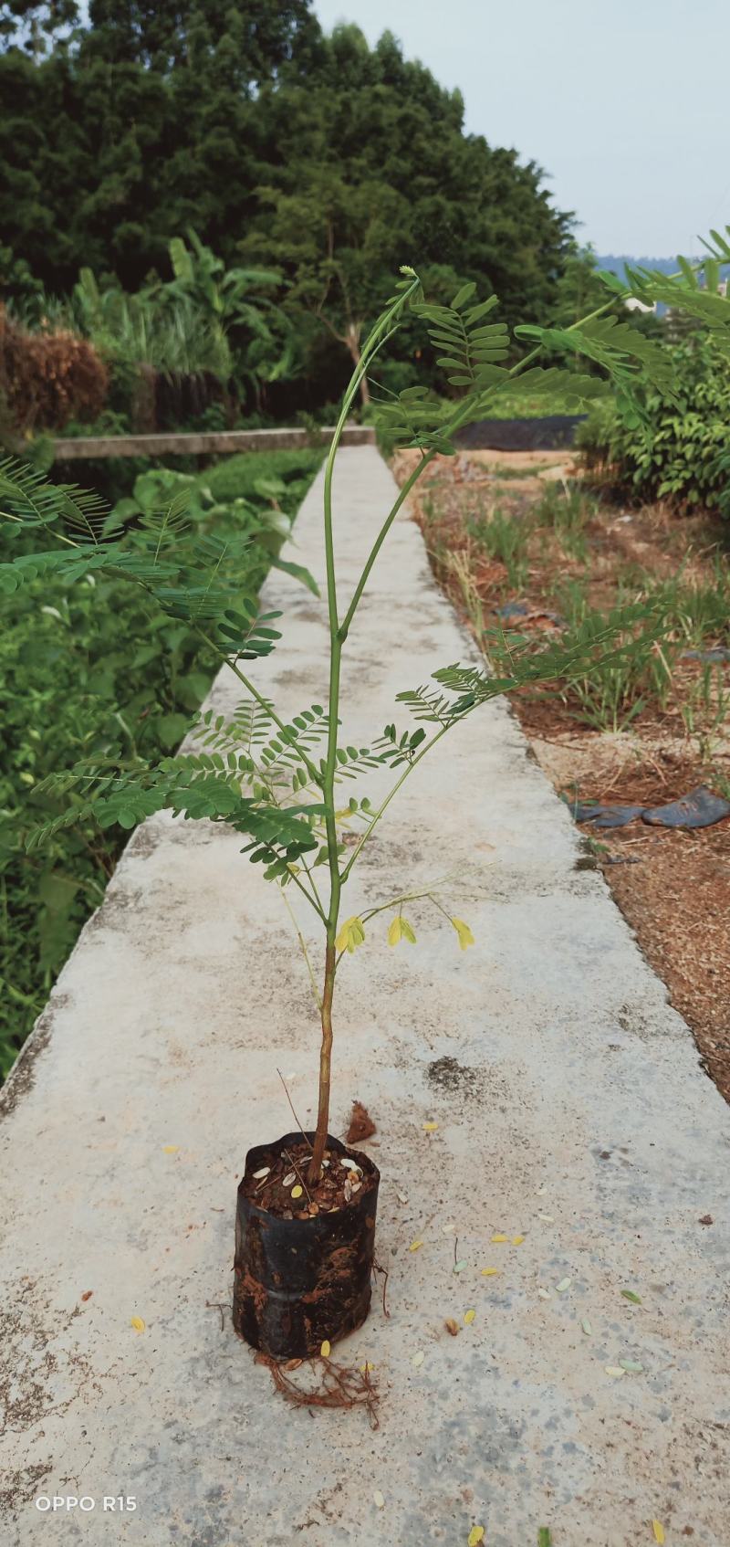 凤凰木树苗合适院子别墅院子种植树苗院子种植