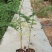 凤凰木树苗合适院子别墅院子种植树苗院子种植