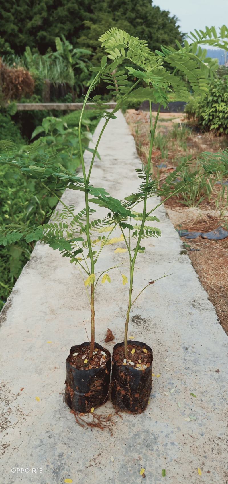凤凰木树苗合适院子别墅院子种植树苗院子种植
