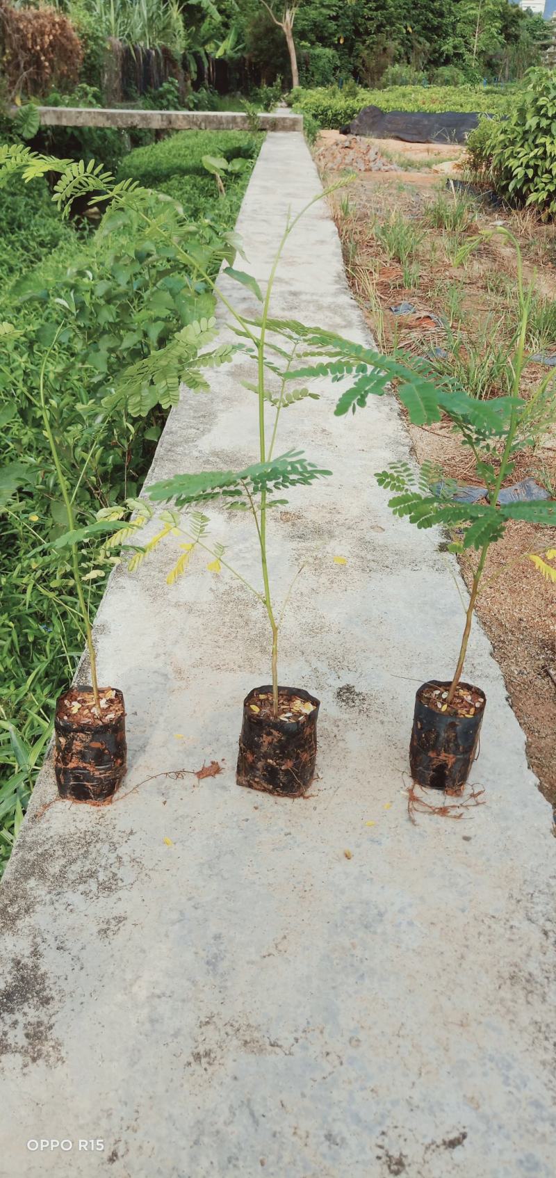 凤凰木树苗合适院子别墅院子种植树苗院子种植