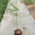 凤凰木树苗合适院子别墅院子种植树苗院子种植