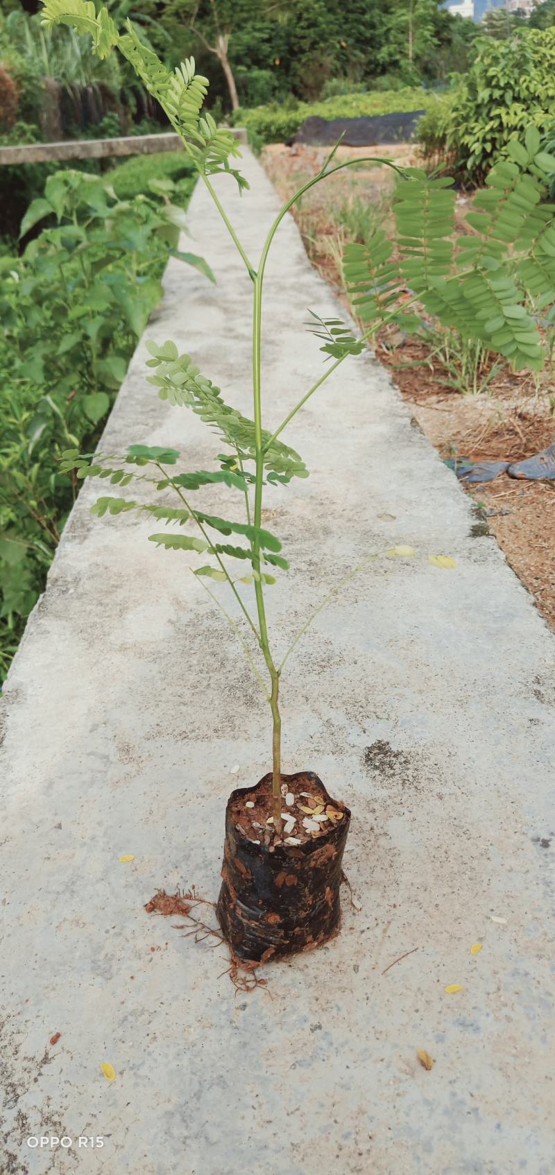 凤凰木树苗合适院子别墅院子种植树苗院子种植