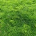 凤凰木树苗合适院子别墅院子种植树苗院子种植