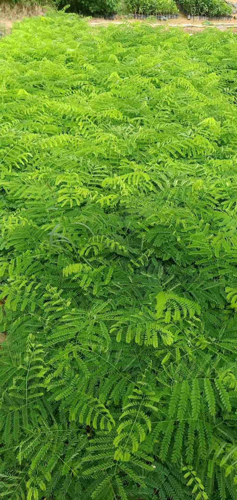 凤凰木树苗合适院子别墅院子种植树苗院子种植