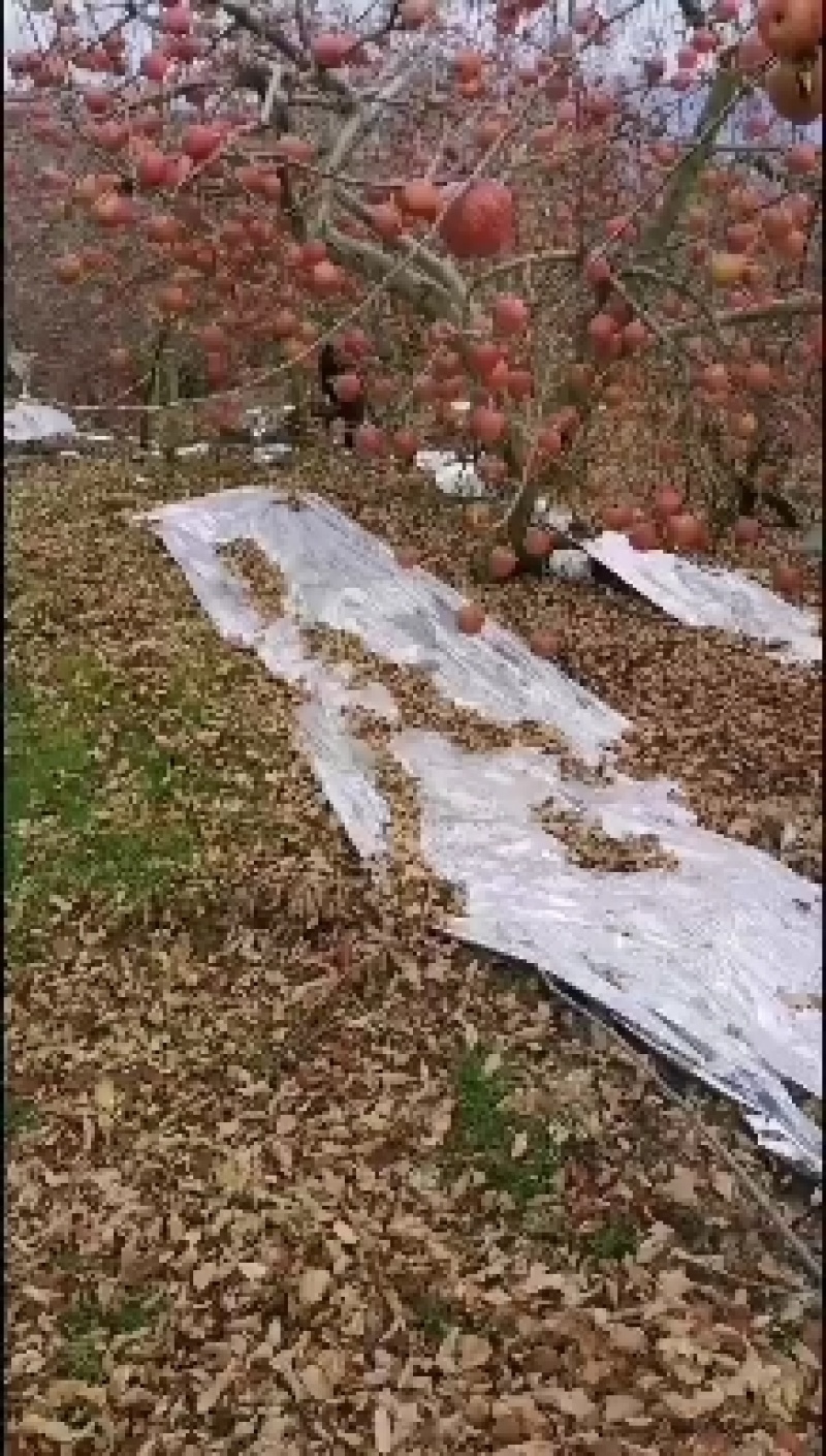 丑苹果，大量供应上市中，需要的朋友联系我