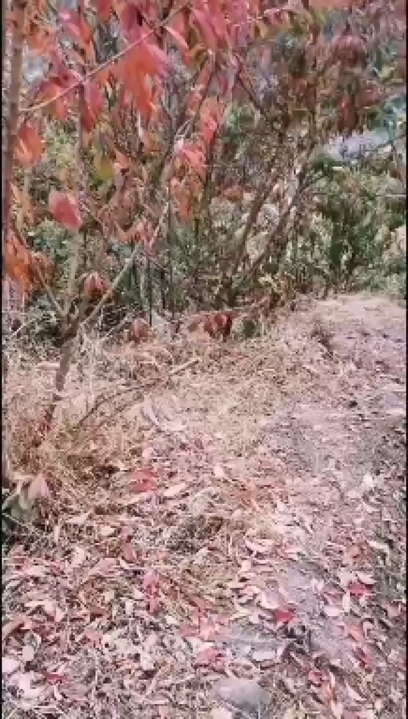 丑苹果，大量供应上市中，需要的朋友联系我