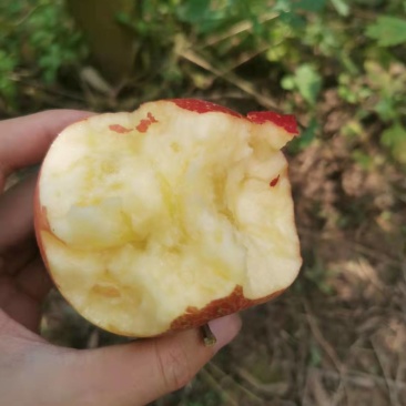 丑苹果，大量供应上市中，需要的朋友联系我