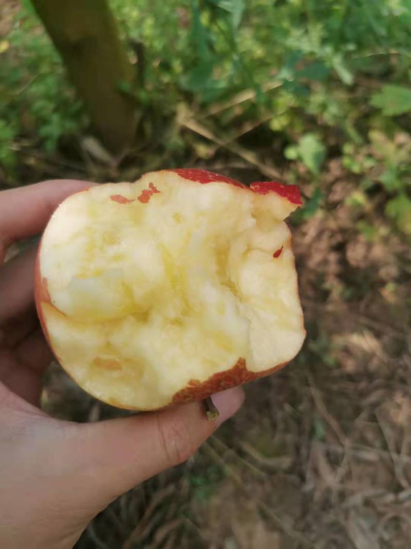 丑苹果，大量供应上市中，需要的朋友联系我