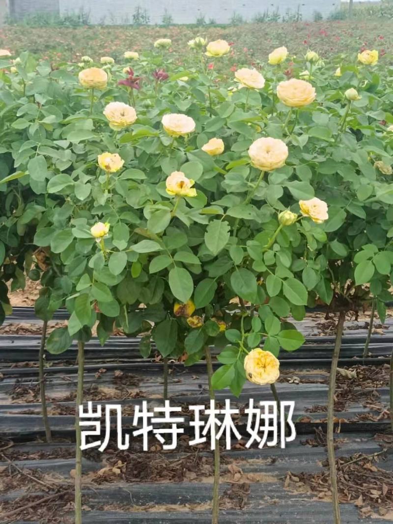精品小青杆月季、60-80公分棒棒糖月季