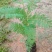 蓝花楹树合适院子种植树合适路边工程大树种植