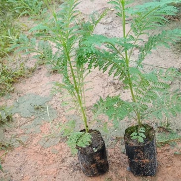 蓝花楹树合适院子种植树合适路边工程大树种植