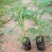 蓝花楹树合适院子种植树合适路边工程大树种植