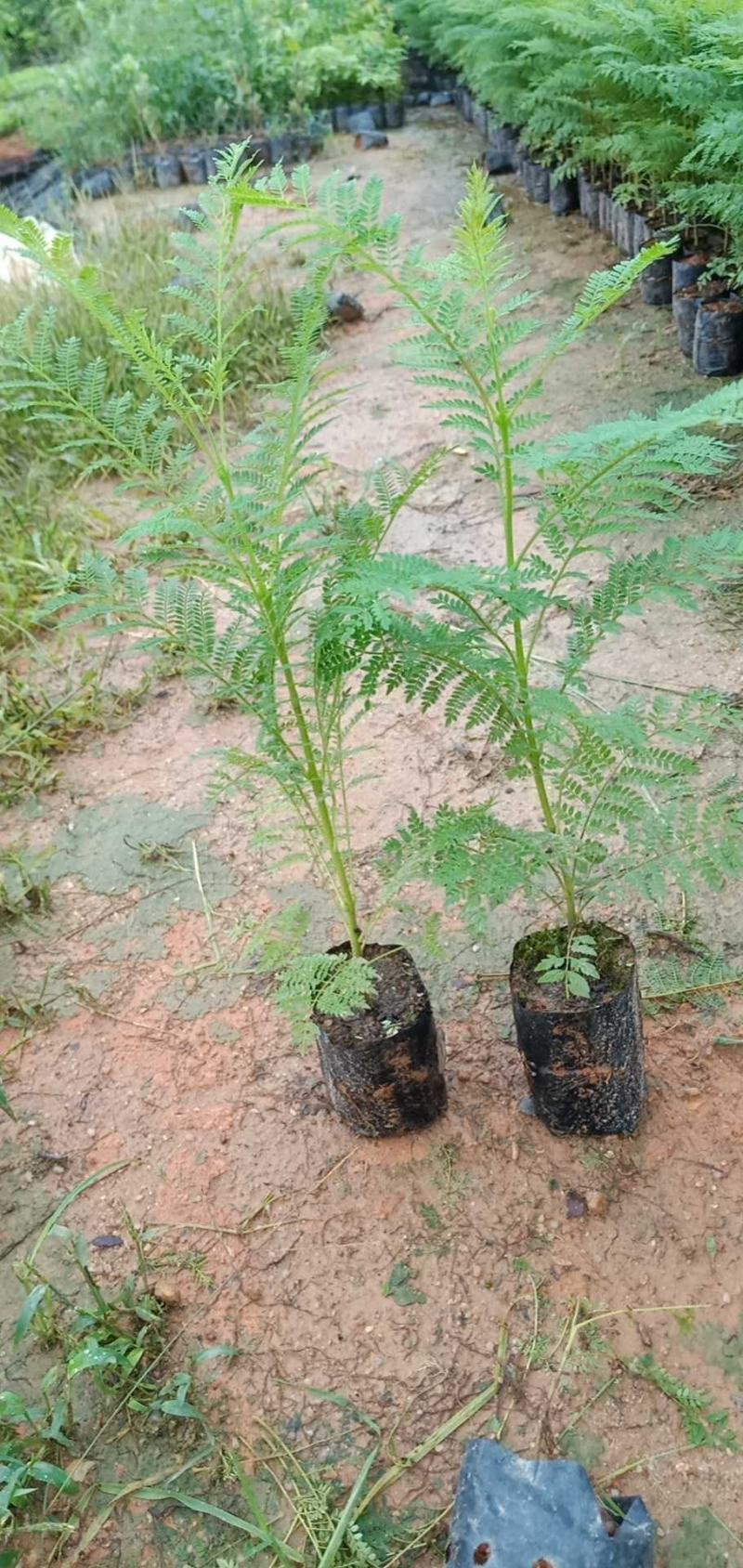 蓝花楹树合适院子种植树合适路边工程大树种植