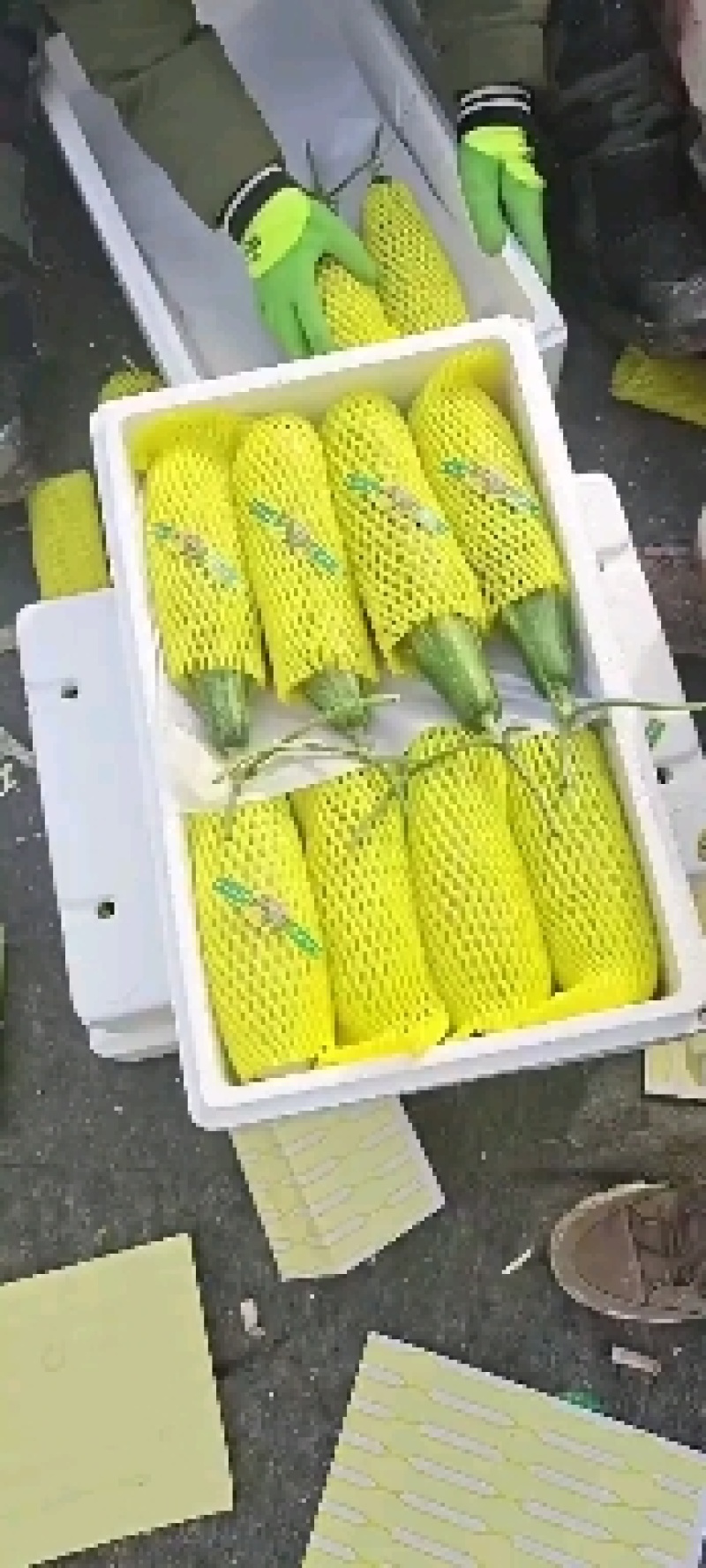 羊角蜜甜瓜温室大棚果蔬基地承接各地客商，批发商，电商微团购