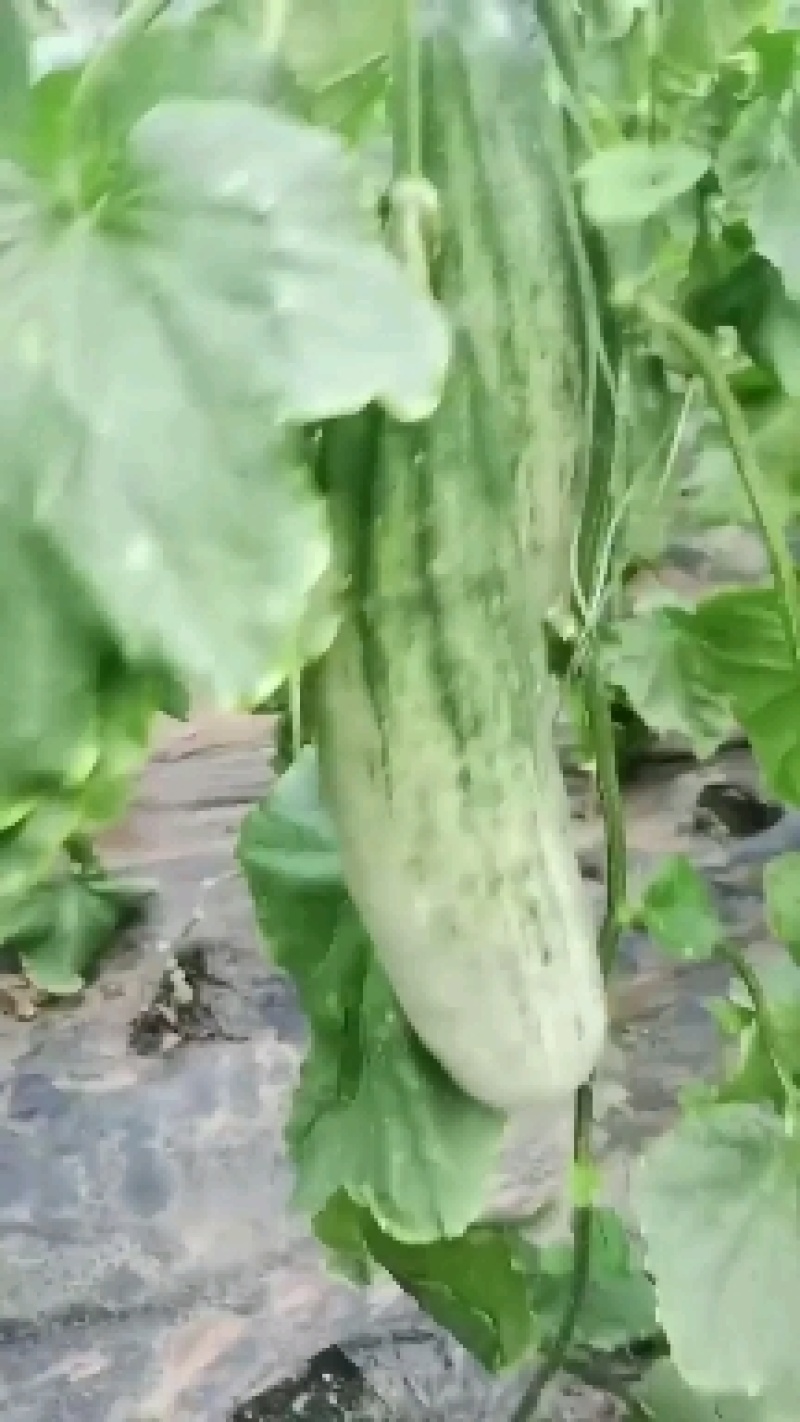 羊角蜜甜瓜温室大棚果蔬基地承接各地客商，批发商，电商微团购