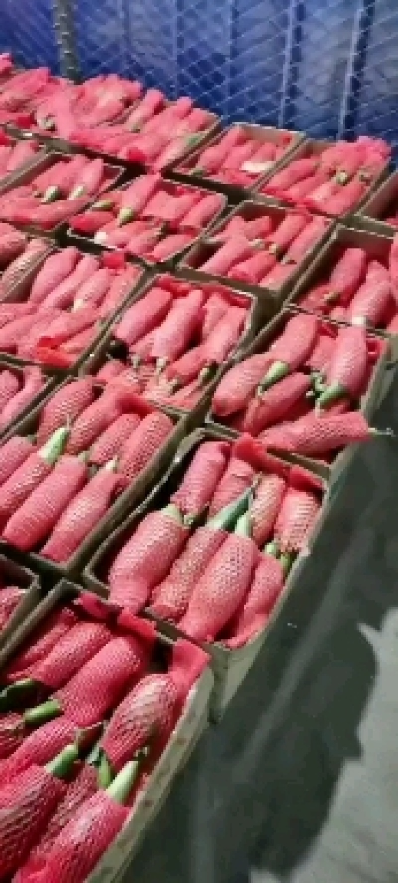 羊角蜜甜瓜温室大棚果蔬基地承接各地客商，批发商，电商微团购