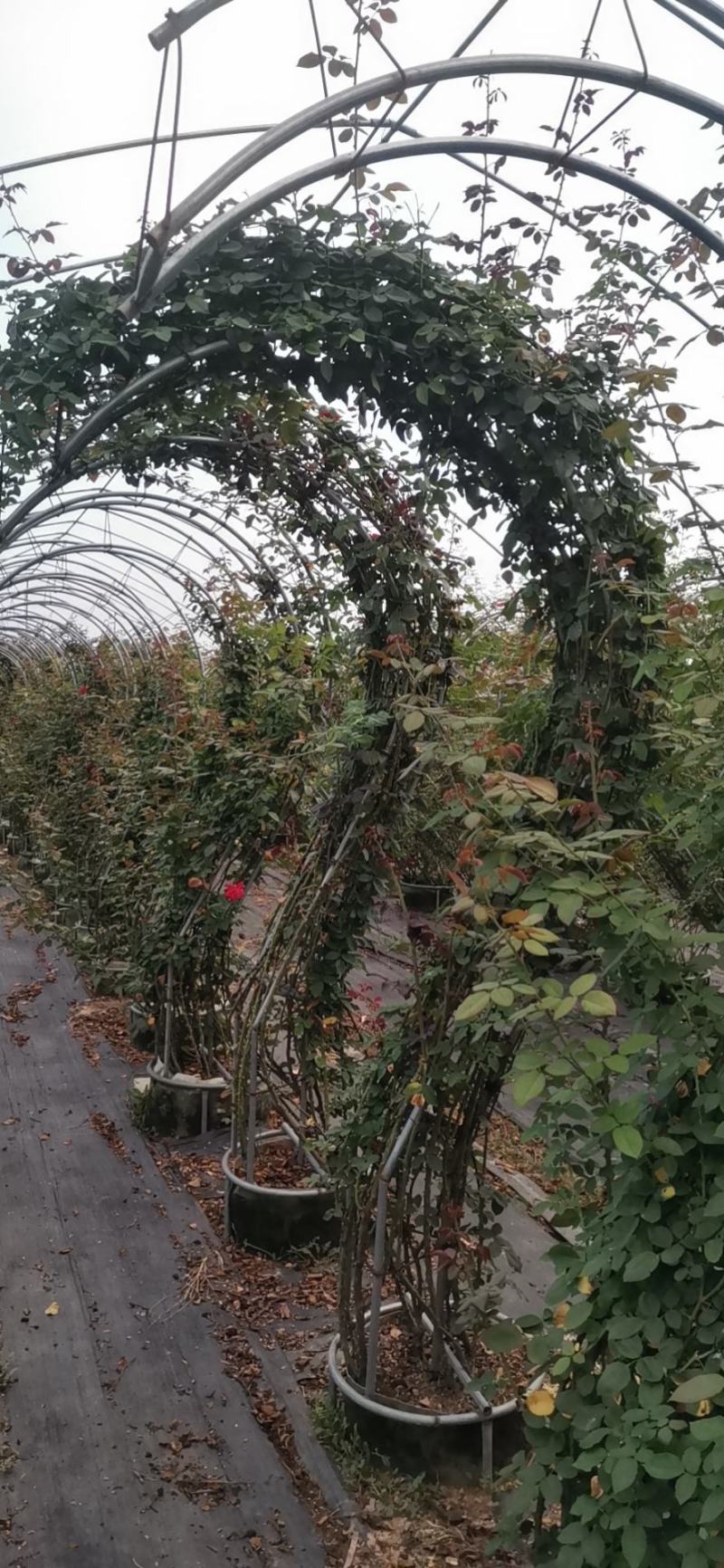 拱门造型月季，精品长满造型（花柱，花瓶，心形～～～）