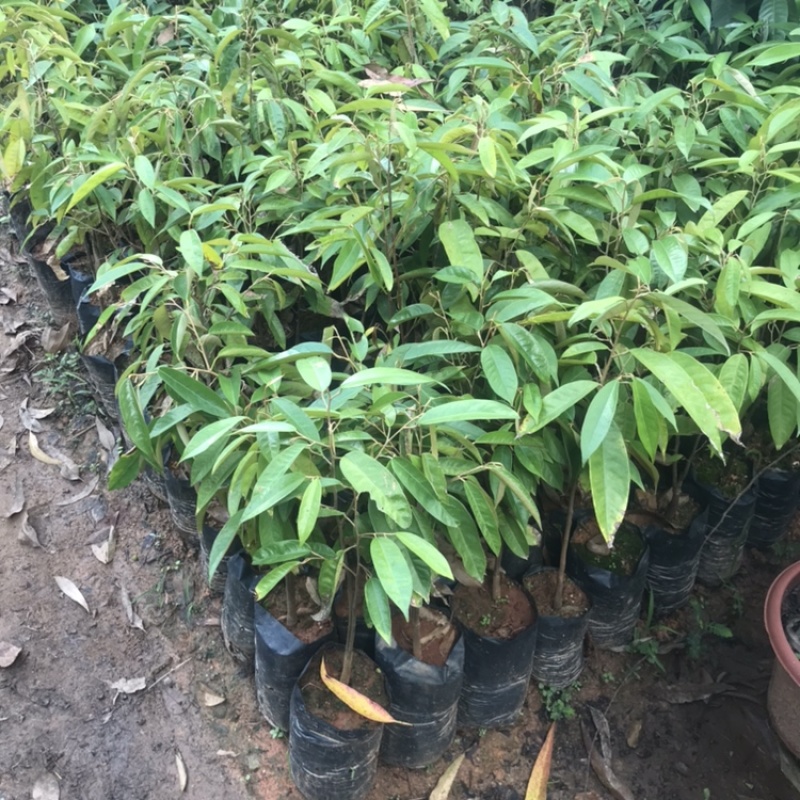 榴莲果树苗泰国金枕头猫山王榴莲苗带土带叶发货南方种植