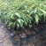 榴莲果树苗泰国金枕头猫山王榴莲苗带土带叶发货南方种植