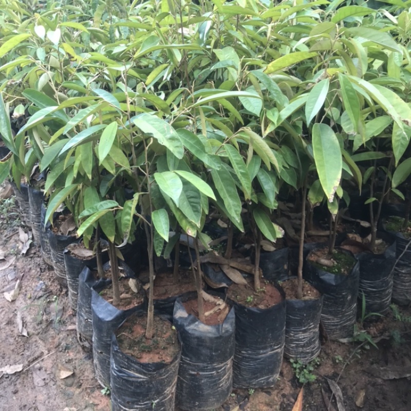 榴莲果树苗泰国金枕头猫山王榴莲苗带土带叶发货南方种植