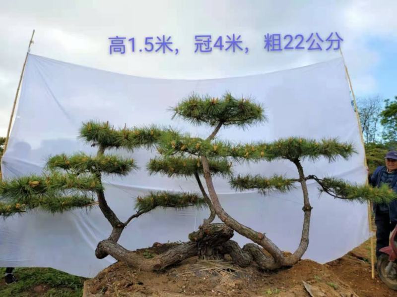 造型景松造型黑松造油松迎客松泰山区基地发货一颗起售