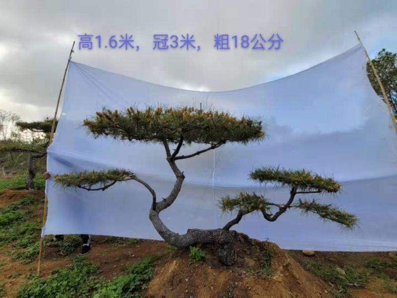 造型景松造型黑松造油松迎客松泰山区基地发货一颗起售