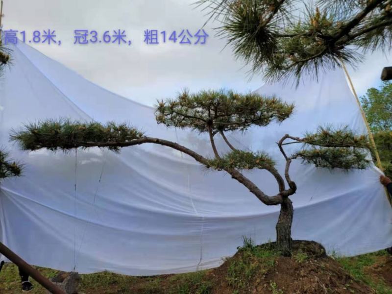 造型景松造型黑松造油松迎客松泰山区基地发货一颗起售