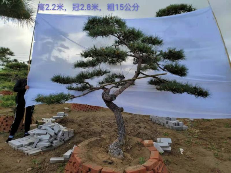造型景松造型黑松造油松迎客松泰山区基地发货一颗起售