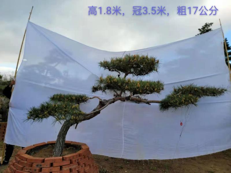 造型景松造型黑松造油松迎客松泰山区基地发货一颗起售