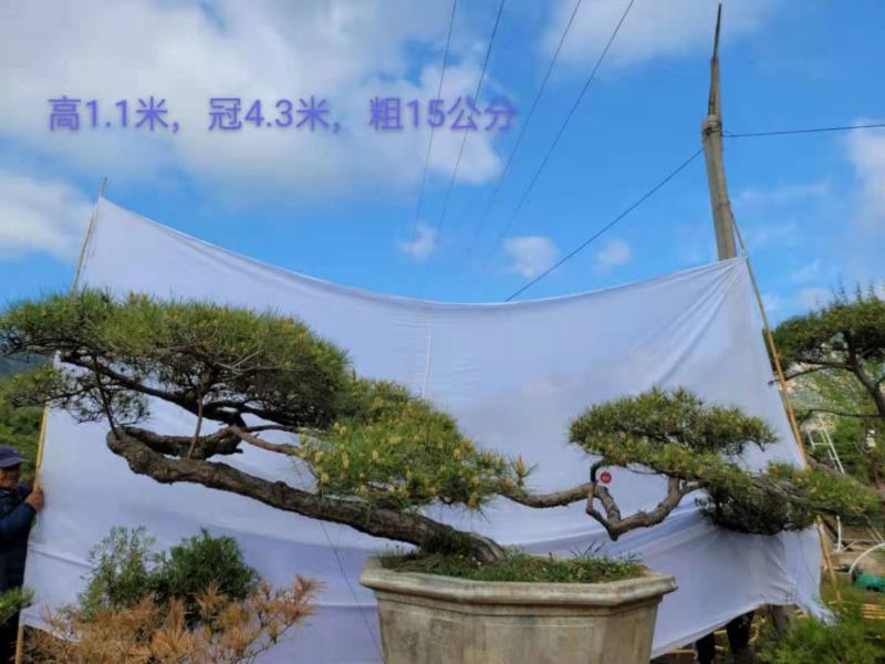 造型景松造型黑松造油松迎客松泰山区基地发货一颗起售