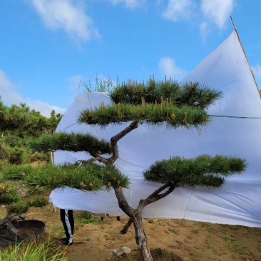 造型景松造型黑松造油松迎客松泰山区基地发货一颗起售