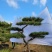 造型景松造型黑松造油松迎客松泰山区基地发货一颗起售
