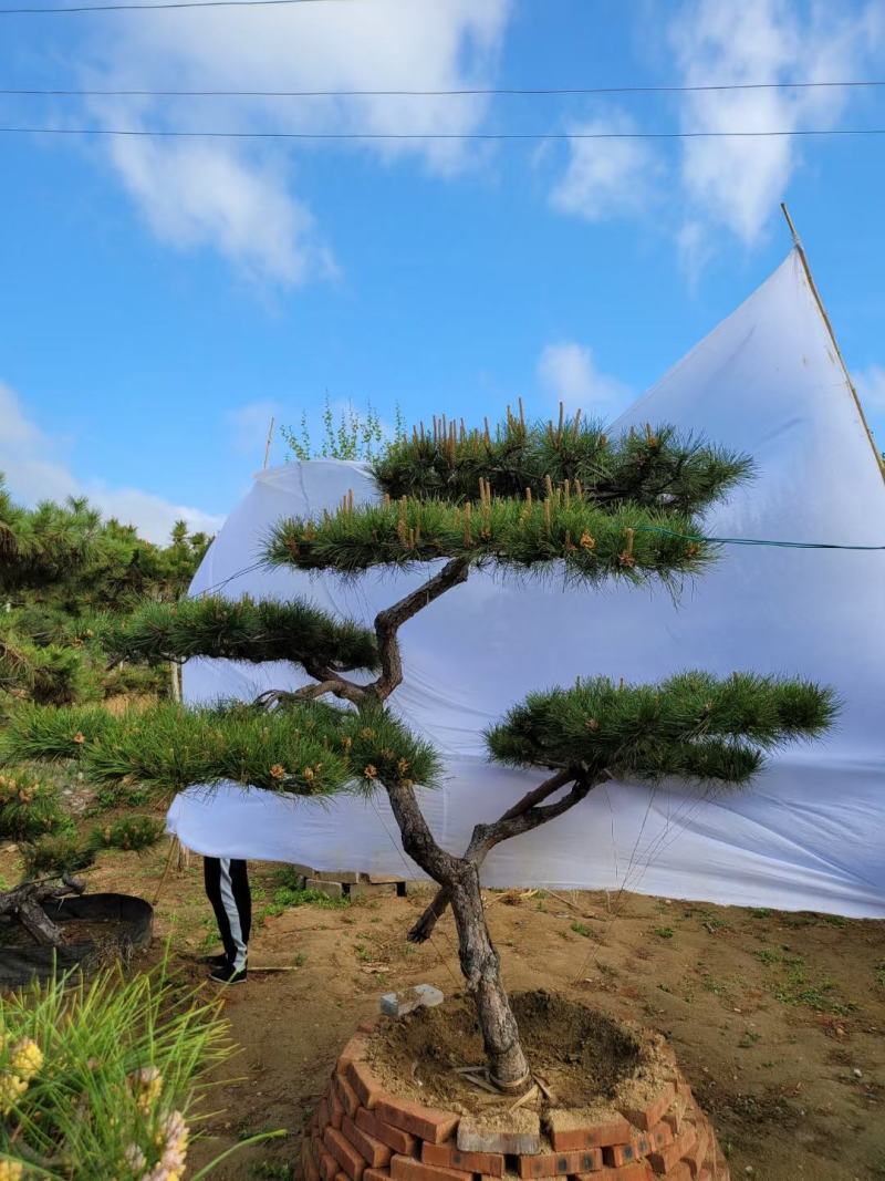 造型景松造型黑松造油松迎客松泰山区基地发货一颗起售