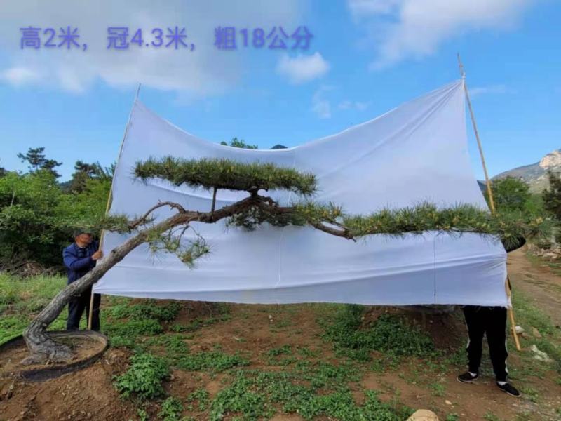 造型景松造型黑松造油松迎客松泰山区基地发货一颗起售