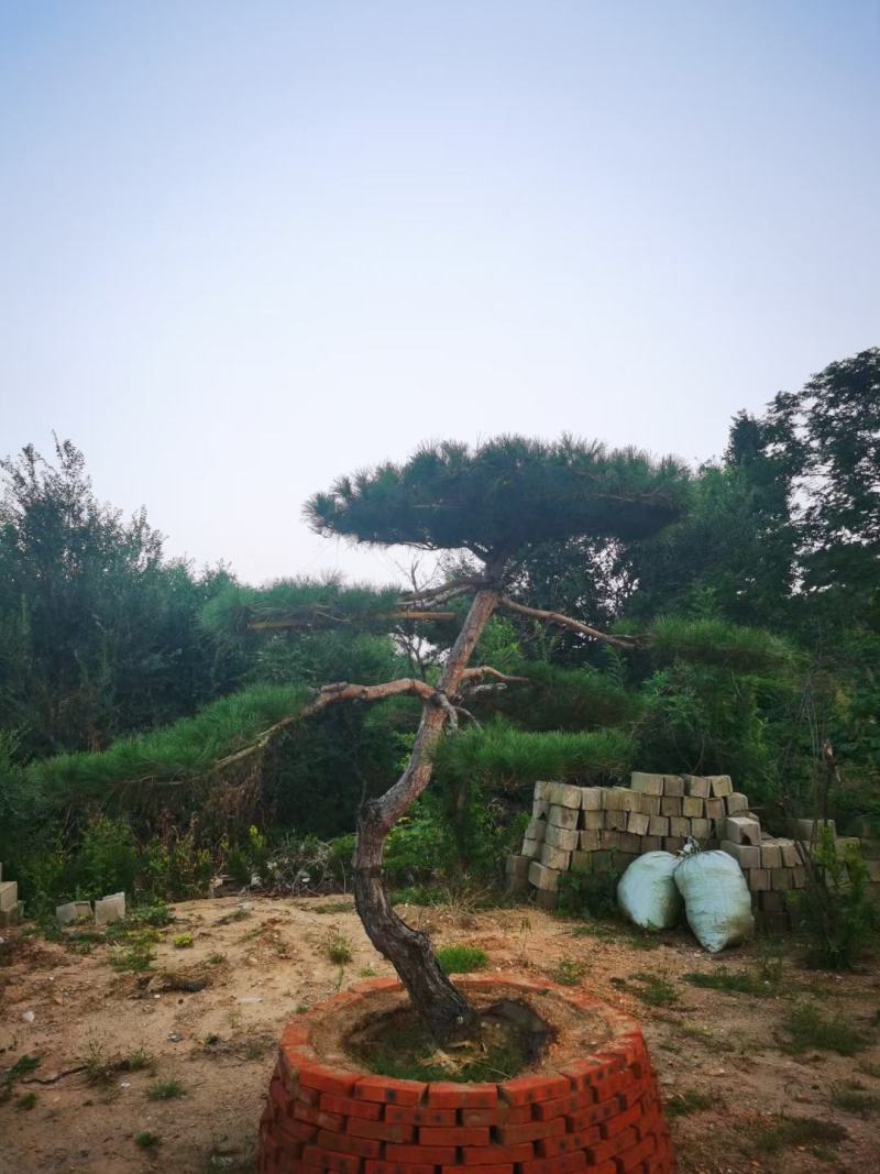 造型景松造型黑松造油松迎客松泰山区基地发货一颗起售